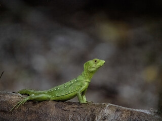 A female Plumed Basilisk, Basiliscus plumifrons, sits on a branch above the water. Costa Rica