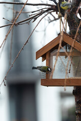 there are two titmouses. One of them is sitting in the feeder. Another tit sits on a sakura branch above the feeder. 