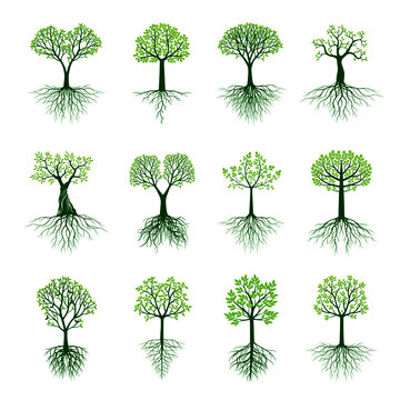 Set of Trees with Roots and Leaves and Roots. Vector Illustration. Collection of icons.