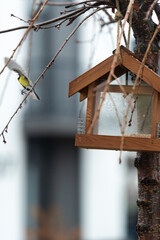  The titmouse flew out of the feeder with a seed. moment of flight.