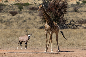 One giraffe at a waterhole with an oryx in the background in the Kgalagadi Transfrontier Park in...