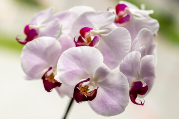 Phalaenopsis orchid. Orchid flower on the window in the backlight. Selective focus, close-up, copy space.