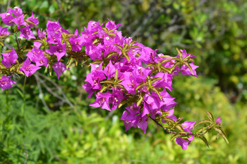 Great bougainvillea