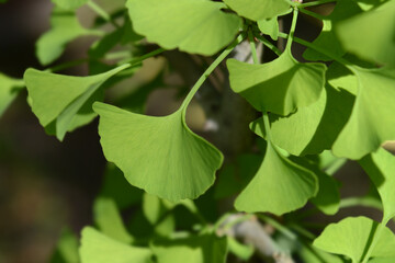 Obraz premium Ginkgo leaves