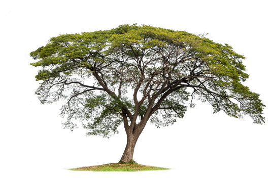 Samanea saman tree isolated on white(Samanea saman (Jacg.) Merr.