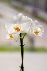 Obraz premium Phalaenopsis orchid. Orchid flower on the window in the backlight. Selective focus, close-up, copy space.