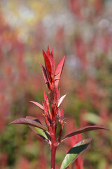 Photinia Robusta Compacta