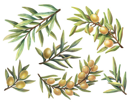  Watercolor set of olive branches with yellow fruits. Hand painted illustration with yellow olive fruit and tree branches isolated on white background. 