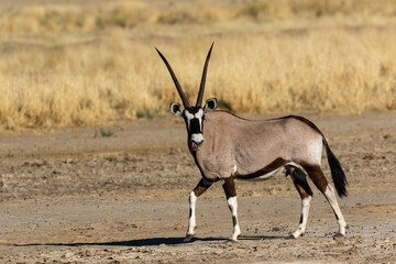 One oryx walking in the Kgalagadi Transfrontier Park in South Africa