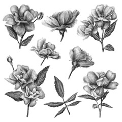 Set of black cherry flower isolated on white background. Hand drawn pencil illustration. 