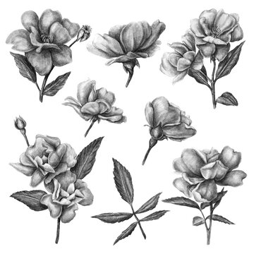 Set of black cherry flower isolated on white background. Hand drawn pencil illustration. © OlyGutArt