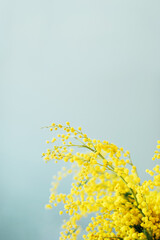 Greeting spring season card. Branches of mimosa. Copy space.