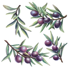 Watercolor set of olive branches with purple fruits. Hand painted illustration with purple olive fruit and tree branches isolated on white background. 