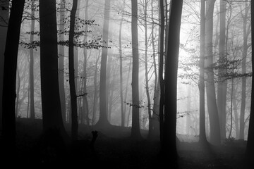 Beech forest with tall trees (Fagus) in Iserlohn “Stadtwald“ Sauerland Germany. Misty and foggy atmosphere on a winter afternoon with low sun behind the trunks, greyscale black and white contrast.