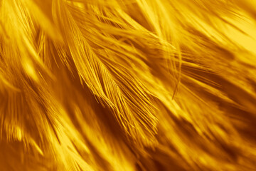 Fototapeta premium Beautiful Golden Feathers Texture Vintage Background