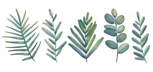 Set of watercolor tropical branch isolated on white background. Hand drawn watercolor illustration. Green leaves and branch