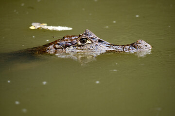 Portrait of Spectacled Caiman, Caiman crocodilus, swimming in muddy water, Costa Rica