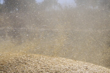 barley of the wheat facing the wind 
