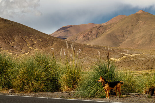 Dog waits on the side of the road with hills in the background in Salta, Argentina
