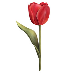 Red tulip floral botanical flowers. Hand drawn watercolor illustration isolated on white background.