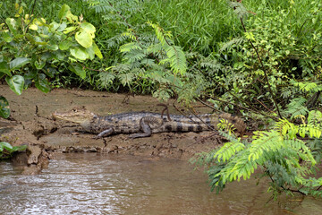Fototapeta na wymiar Spectacled Caiman, a Caiman crocodilus that warms up in a muddy shore. Costa Rica