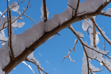 Close-up of branches trees covered with white snow on the blue sky background. Beautiful winter christmas wallpaper.