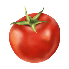 Watercolor tomato isolated on white. Hand drawn watercolor illustration