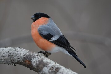 bullfinch is sitting on a branch in the forest