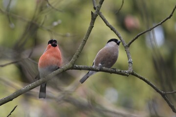 bullfinch is sitting on a branch in the forest