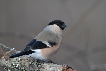 a bird sitting on a branch