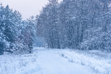Pine trees covered with white snow on a frosty evening in the forest. Beautiful winter panorama. Christmas background.