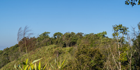 mountain forest on a sky 