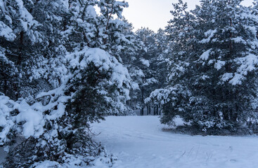 Pine trees covered with white snow on a frosty evening in the forest. Beautiful winter panorama. Christmas background.