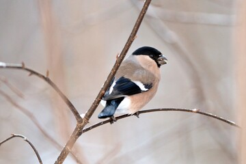 bullfinch is sitting on a branch in the forest