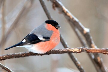 bullfinch is sitting on a branch in the forest