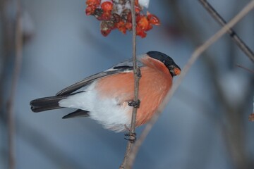 bullfinch is sitting on a branch in the forest