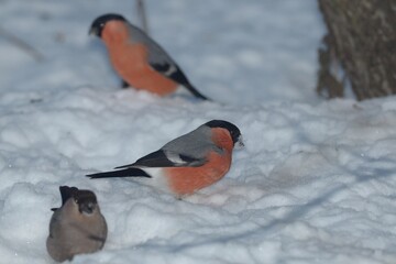 bullfinch is sitting on a snow in the forest