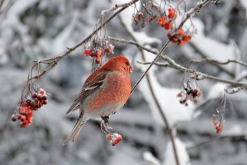 bullfinch is sitting on a branch in the forest