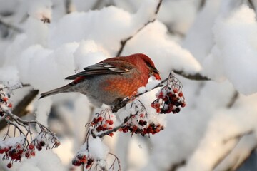 bullfinch is sitting on a branch in the forest