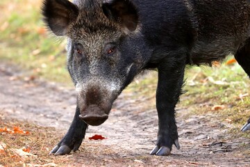 A female wild boar looks angrily at the photographer