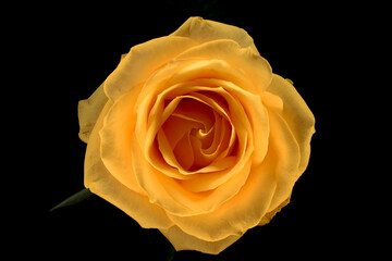 żółta róża. kompozycja tła, tekstura koloru. płatki róży w kontraście czarne tło. Kwiat jako tapeta na pulpit lub życzenia. - obrazy, fototapety, plakaty