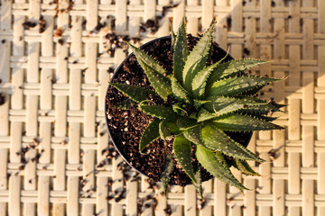 Succulent plans after planting in flowerpot standing on the balcony outside. View from the top