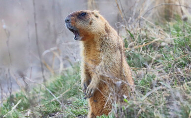A marmot whistles near its burrow, warning of danger.