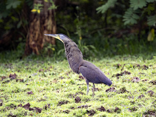 A bare-throated tiger heron, Tigrisoma mexicanum, is hiding in the grass. Costa Rica