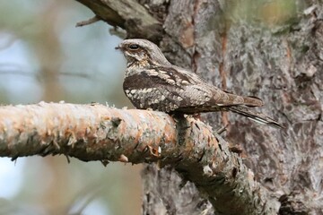 The nightjar sits on a pine branch