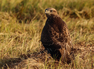 Buzzard bird sits in a meadow waiting for prey
