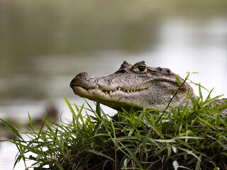 Spectacled Caiman, a Caiman crocodilus that warms up in a muddy shore. Costa Rica