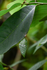 Butterfly Life Cycle, caterpillar into the cocoon to change into butterfly	