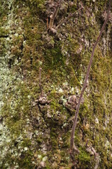 Oberflächenstruktur eines Baumes