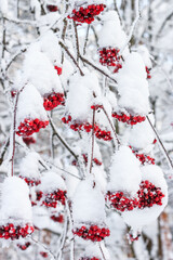 Red rowan berries under the white snow in the winter forest.